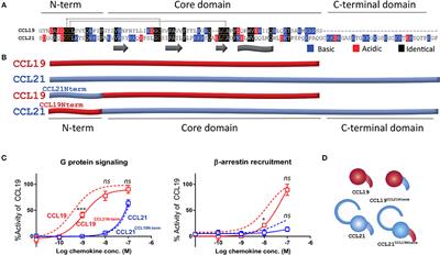 Biased Signaling of CCL21 and CCL19 Does Not Rely on N-Terminal Differences, but Markedly on the Chemokine Core Domains and Extracellular Loop 2 of <mark class="highlighted">CCR7</mark>